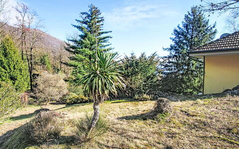 Le Radici: Arbuste, Suppression Des Plantes Ligneuses, Jardin, Mélèze, Aménagement Paysager, À Feuilles Persistantes, Jardin Botanique, Famille Pine