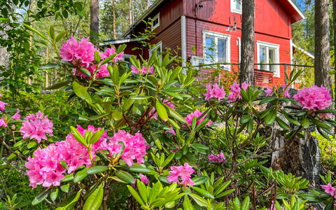 Metsis: Fleur, Pétale, Rose, Printemps, Jardin, Suppression Des Plantes Ligneuses, Plante À Fleurs, Jardin Botanique