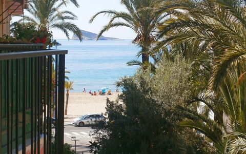Turia Playa: Arbre, Palmier, Arecales, Propriété, Vacances, Attalea Speciosa, Suppression Des Plantes Ligneuses, Plante, Recours, Tropiques