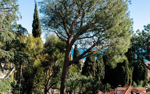 Orizzonte Blu Alassio: Branche, Feuille, Arbre, Tronc, Brindille, Suppression Des Plantes Ligneuses, Ombre, À Feuilles Persistantes, Famille Pine