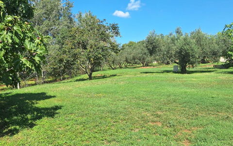Argentona 642: Arbre, Herbe, Environnement Naturel, Prairie, Plaine, Communauté Des Plantes, Lot Terre, Pâturage, Couverture De Sol