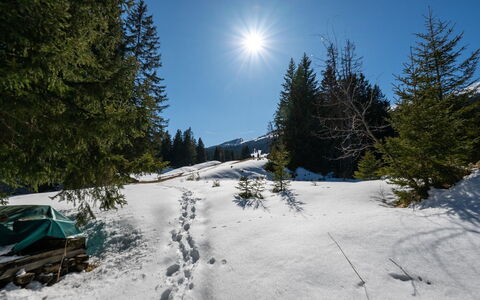 La Riva Mountain Apartment: Neige, Arbre, Branche, L'Hiver, Région Sauvage, Gelé, Terrain, Forêt, Soleil, Mélèze