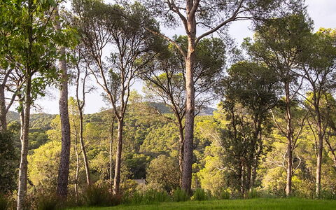 Villa Bamby: Feuille, Arbre, Environnement Naturel, Branche, La Nature, Végétation, Bois, Paysage Naturel, Forêt, Écorégion