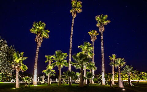 Villa Jamalu: Arbre, Végétation, Tronc, Suppression Des Plantes Ligneuses, Nuit, Tropiques