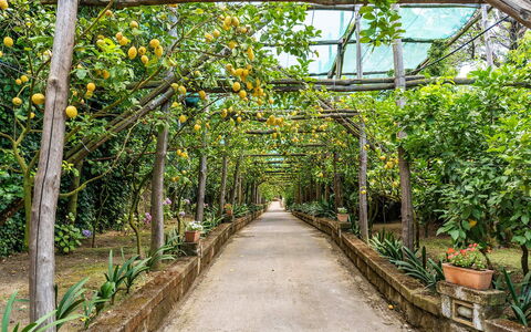 Villa Romantic Garden: Jardin, Jardin Botanique, Ombre, Passerelle, Plantation, Orange