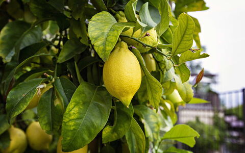 Casa Chicco: Fruit, Vert, Produire, Jaune, Aliments, Ingrédient