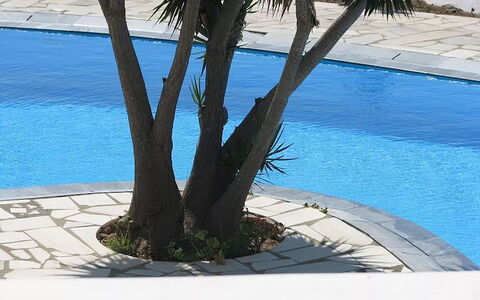 Villa Rose 1: Feuille, Piscine, Ombre, Suppression Des Plantes Ligneuses, Jardin, Aménagement Paysager, Cour, Arrière-Cour, Tropiques