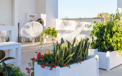 Villa Salentina: Pot De Fleur, Arbuste, Plante D'Appartement, Jardin, Floristique, Art Floral, Aménagement Paysager, Fleurs De Coupe