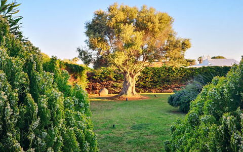 Villa Neper: Feuille, Vert, La Nature, Végétation, Arbuste, Jardin, Communauté Des Plantes, Suppression Des Plantes Ligneuses, Tronc, Lumière Du Soleil