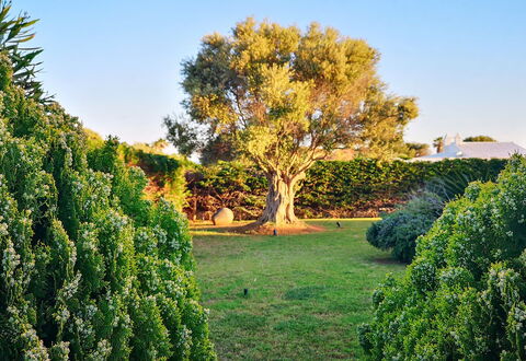 Villa Neper: Feuille, Vert, La Nature, Végétation, Arbuste, Jardin, Communauté Des Plantes, Suppression Des Plantes Ligneuses, Tronc, Lumière Du Soleil
