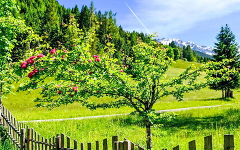Knaushäusl: Vert, Fleur, La Nature, Printemps, Jardin, Prairie, Champ, Pâturage, Clôture, Parc
