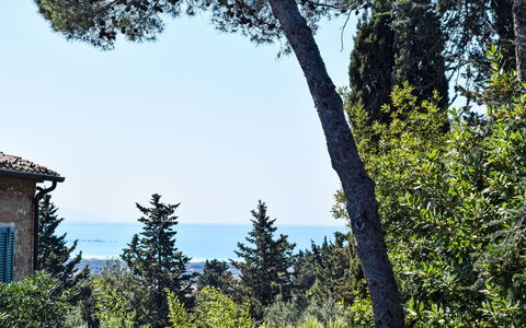 Rosignano Marittimo 13: Bleu, Feuille, Arbre, Branche, Végétation, Suppression Des Plantes Ligneuses, À Feuilles Persistantes, Famille Pine