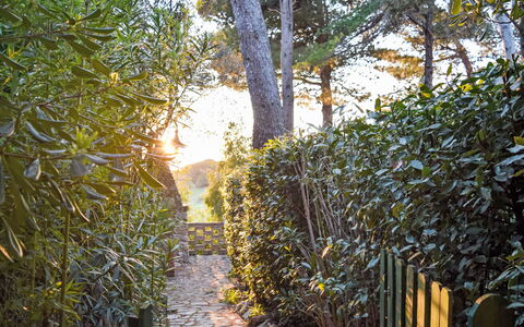 Rosignano Marittimo 13: Feuille, La Nature, Bois, Végétation, Branche, Arbuste, Lumière Du Soleil, Printemps, Jardin, Tronc