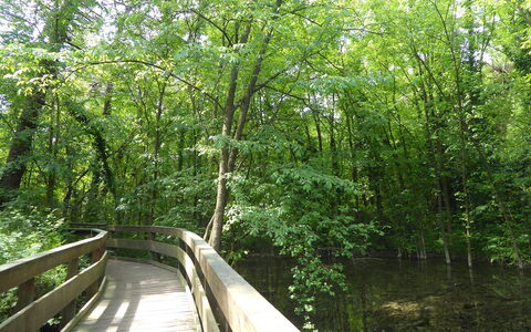 Villa Camerini, Nature, Bikes and Beaches: Pont, Vert, Environnement Naturel, Arbre, La Nature, Feuille, Bois, Végétation, Forêt, Paysage Naturel
