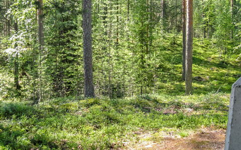 Honkakoli 9 2: Feuille, Arbre, Environnement Naturel, Vert, Bois, Végétation, Forêt, Communauté Des Plantes, Bosquet, Des Bois