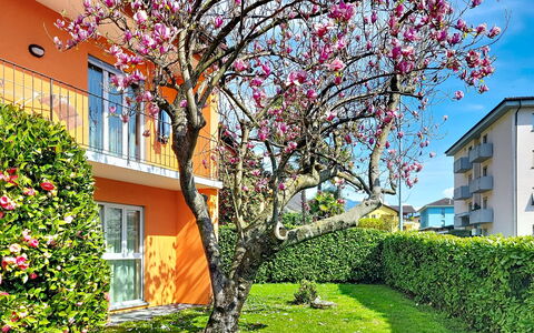 Sailor'S Home: Pétale, Printemps, Jardin, Pelouse, Cour