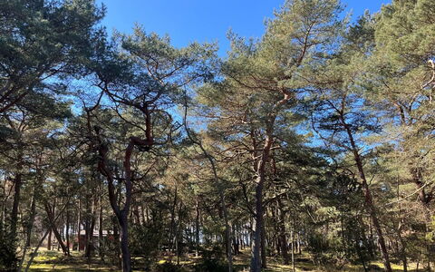 Ermelina - 150M from the Sea: Arbre, Branche, Feuille, Bois, Végétation, Forêt, Communauté Des Plantes, Tronc, Des Bois, Réserve Naturelle