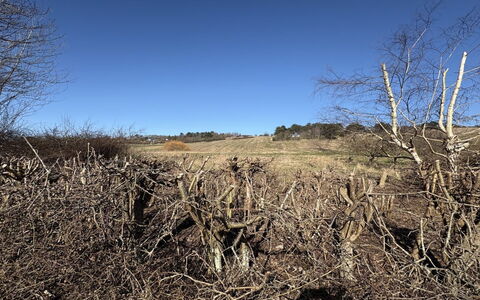 Euphemia - 200M from the Sea: Ciel, Environnement Naturel, Branche, Écorégion, Région Sauvage, Communauté Des Plantes, Brindille, Plaine, Formations Arbustives