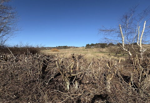 Euphemia - 200M from the Sea: Ciel, Environnement Naturel, Branche, Écorégion, Région Sauvage, Communauté Des Plantes, Brindille, Plaine, Formations Arbustives