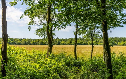 Friderica - 30Km from the Sea: Vert, Feuille, Environnement Naturel, Arbre, Paysage Naturel, Végétation, Prairie, Jaune, Été, Plaine