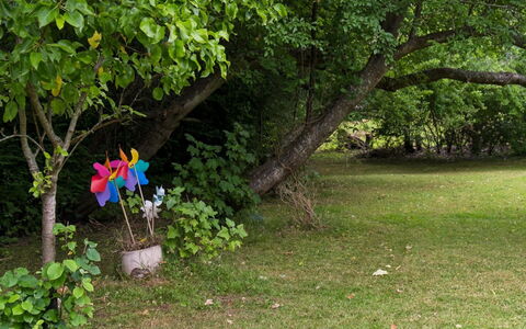 Niela - 700M from the Sea: Feuille, Vert, Branche, Végétation, Arbuste, Tronc, Jardin, Pétale, Printemps, Brindille