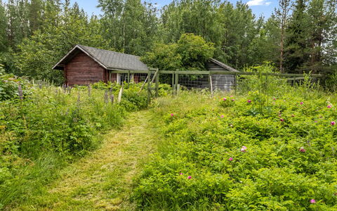 Ohola: Herbe, Végétation, Arbuste, Communauté Des Plantes, Lot Terre, Jardin, Prairie, Couverture De Sol, Chalet
