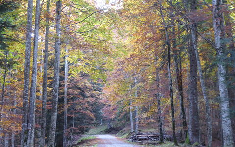 House Angy: Feuille, Arbre, Branche, La Nature, Environnement Naturel, Bois, Forêt, Route, Paysage Naturel, Végétation