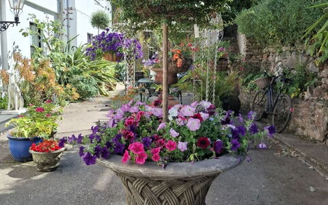 The Mews: Fleur, Arbuste, Pot De Fleur, Jardin, Floristique, Printemps, Plante D'Appartement, Cour, Aménagement Paysager
