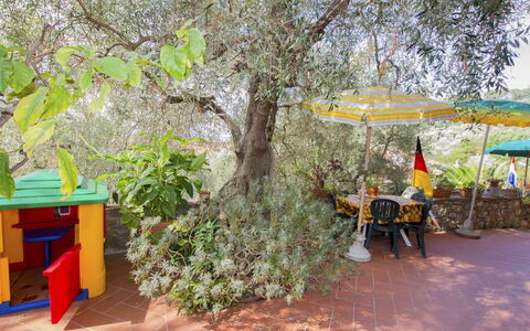 Massarosa 890: Arbre, Plante, Adaptation, Loisir