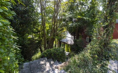 Max: Vert, Feuille, Végétation, Arbuste, Communauté Des Plantes, Printemps, Suppression Des Plantes Ligneuses, Jardin, Jungle, Valdivienne Forêt Tropicale Tempérée
