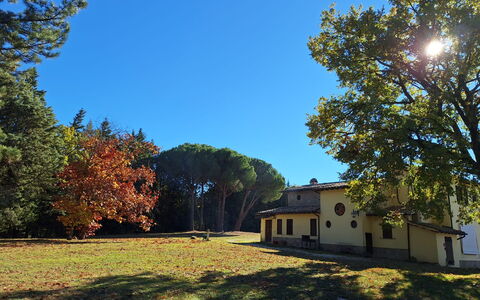 House in the Woods, Pool and Relax in Umbria: Arbre, Herbe, Feuille, Branche, Maison, Domicile, Plaine, Lot Terre, Pelouse, Tronc