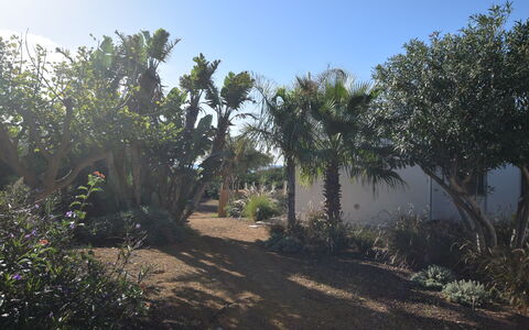 Punta Braccetto Fronte Mare: Feuille, Végétation, Arbuste, Jardin, Communauté Des Plantes, Suppression Des Plantes Ligneuses, Sol, Aménagement Paysager, Jardin Botanique