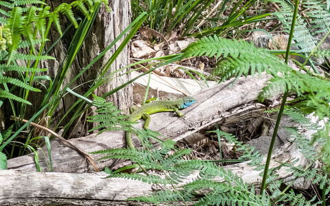 The Greenhouse: Vert, Faune