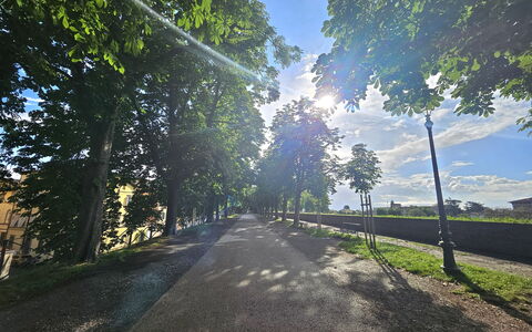 Alle Gardenie: Bleu, Arbre, La Nature, Feuille, Branche, Vert, Lumière Du Soleil, Tronc, Matin, Printemps