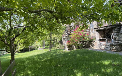 Il Cervo: Arbuste, Jardin, Zone Rurale, Couverture De Sol, Printemps, Pelouse, Chalet, Cour, Arrière-Cour