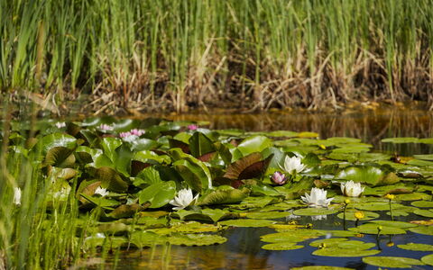 Villa Canela: Vert, L'Eau, Le Marais, Étang, Réflexion, Lac