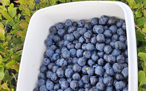 Fridel - 400M from the Sea: Produire, Aliments, Fruit, Aliments Naturels, Ingrédient, Superfood