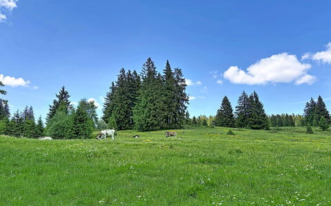 Sonne: Ciel, Arbre, Herbe, Environnement Naturel, Vert, Prairie, Paysage Naturel, Pâturage, Nuage