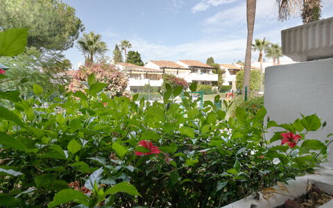 Ca Maestral: Fleur, Arbuste, Jardin, Plante À Fleurs, Aménagement Paysager, Arrière-Cour