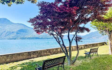 Cà Pendula: La Nature, Feuille, Branche, Paysage, Tronc, Printemps, Matin, Côte, Parc