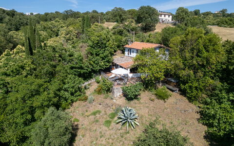 Cuculo: Arbre, Environnement Naturel, La Nature, Végétation, Paysage, Zone Rurale, Communauté Des Plantes, Lot Terre, Biens, Plantation