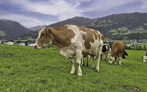 Holzegger: Herbe, Montagnes Relief, Pâturage, Prairie, Colline, Montagnes, Montagne, Paysage