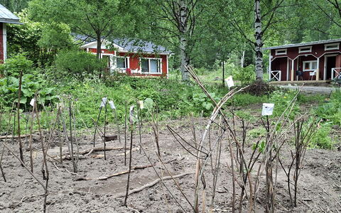 Mäntylä: Meubles, Chaise, Mobilier De Jardin, Table, Bois, Tableau De Plein Air, Table Cuisine Et Salle A Manger, Ombre, Jardin, Parapluie