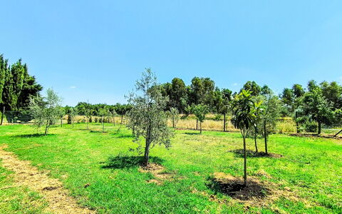 Scarlino 35: Arbre, Herbe, Plaine, Prairie, Lot Terre, Zone Rurale, Communauté Des Plantes, Champ, Plantation