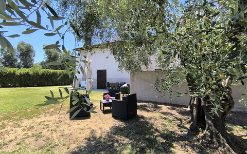 Scarlino 35: Ombre, Jardin, Pelouse, Tronc, Suppression Des Plantes Ligneuses, Arrière-Cour, Cour, Aménagement Paysager, Parc, Hacienda