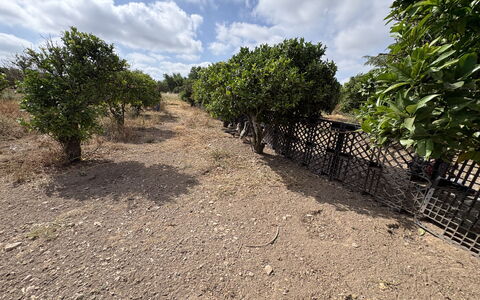 Villa Cigno Reale: Paysage, Sol, Communauté Des Plantes, Plaine, Zone Rurale, Suppression Des Plantes Ligneuses, Plantation, Formations Arbustives, Piste