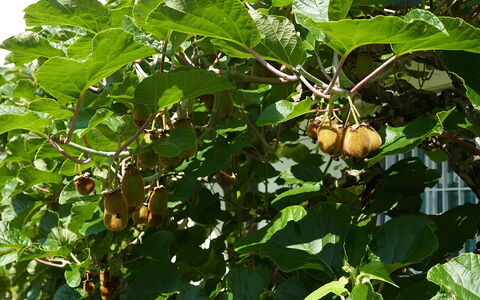 Cá Pórt Róss: Fruit, Produire, Aliments, Suppression Des Plantes Ligneuses, Aliments Naturels