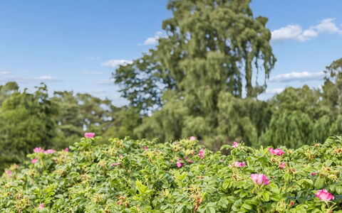Eerika - 1Km from the Sea: Fleur, Vert, Arbuste, Pétale, Rose, Jardin, Couverture De Sol, Plante À Fleurs, Printemps, Famille Rose