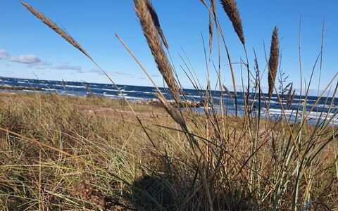 Gundula - 1.3Km from the Sea: Prairie, Plante Herbacée, Steppe, Formations Arbustives