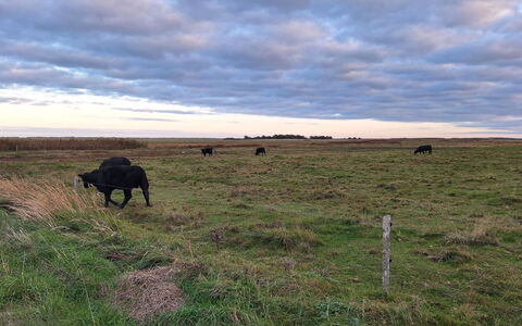 Gundula - 1.3Km from the Sea: Ciel, Nuage, Environnement Naturel, Prairie, Écorégion, Pâturage, Plaine, Prairie, Pâturage